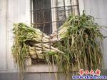 秋風吹 曬菜干  又到一年曬菜時