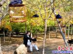 楞嚴寺內畫眉齊鳴