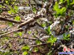 陽(yáng)春四月注意植物介殼蟲病