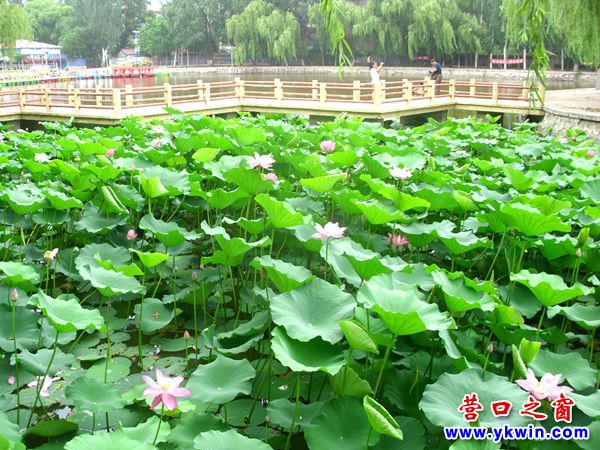 營口城市美了，楞嚴寺公園荷花怒放