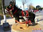 “小毛驢”磨花椒面 不待揚(yáng)鞭自?shī)^蹄