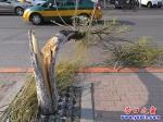 樹(shù)折腰成“攔路虎”  市民出行需當(dāng)心
