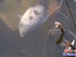 營(yíng)口楞嚴(yán)寺公園：魚翻塘死亡！