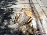 營(yíng)口市太和北街的歪樹(shù)已經(jīng)鋸掉運(yùn)走