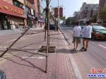 粗心！樹支撐架伸到路面 市民擔憂其安全